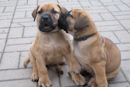 Boerboel - �t���tka s PP